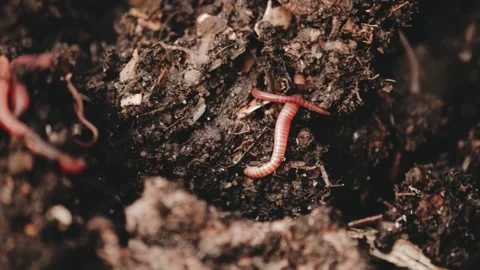 Earthworms in composter Stock Footage 223238926