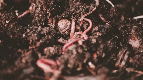 Earthworms in composter Vídeo Stock 223238927