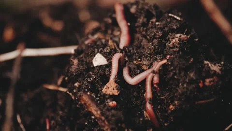 Earthworms in composter Stock Footage 223238931