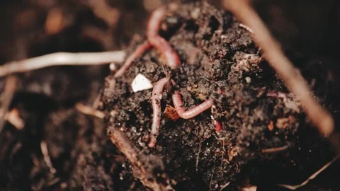 Earthworms in composter Stock Footage 223238932