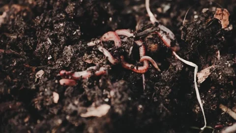 Earthworms in composter Stock Footage 223238933