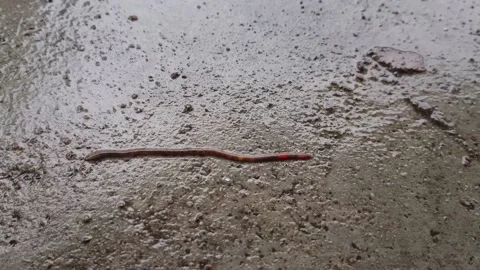 Earthworms crawl on the concrete floor while it rains. Stock Footage 226517479