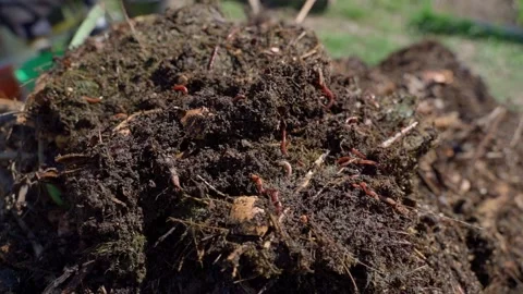 Earthworms crawling in a compost pile close-up. Red worms in organic soil and 스톡 동영상 342913044
