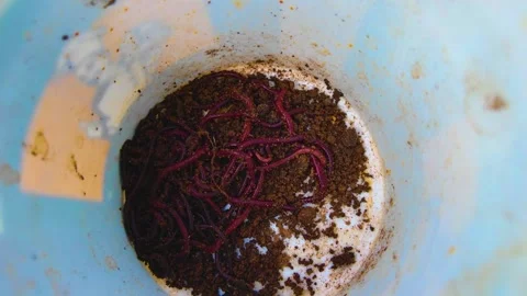 Earthworms Crawling on the Sand - Hand Held Shot Video stock 278800518