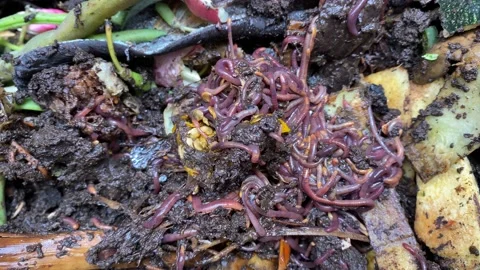 Earthworms creating compost Stock Footage 168567599