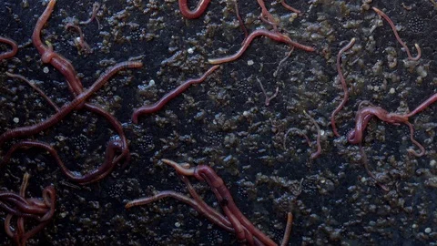 Earthworms Stock-Footage 104602493
