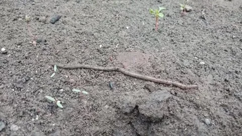 Earthworms Stock Footage 311345875