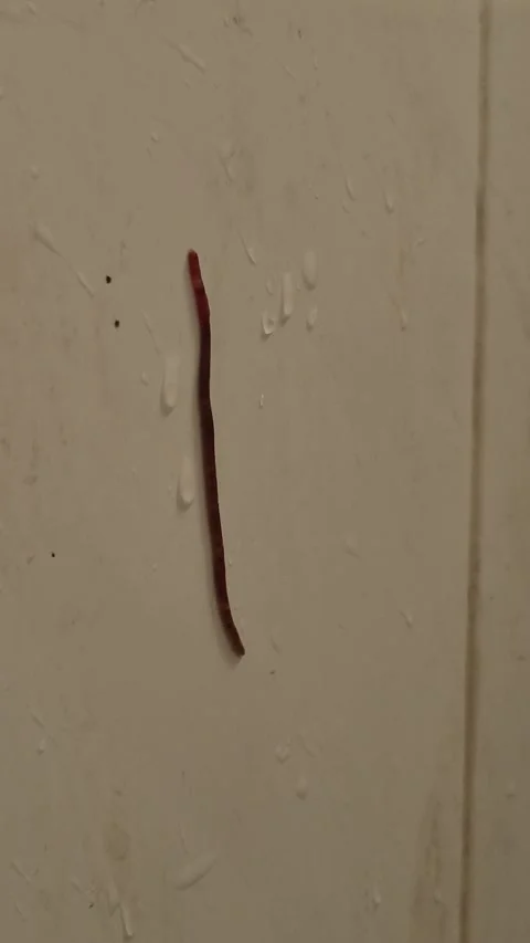 Earthworms Stock Footage 339511402