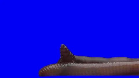 Earthworms. Green Screen Effect 스톡 동영상 92344353