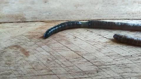 earthworms moving on the board | Stock Video | Pond5