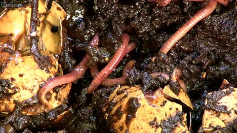 Earthworms moving through compost Stock Footage 161018927