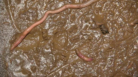 Earthworms in mud Stock Footage 54152219