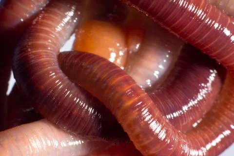 Earthworms Stock Photos