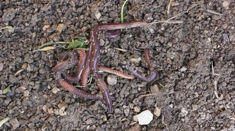 Earthworms in soil Video stock 23048280
