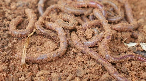 Earthworms on soil Stock Footage 66528428