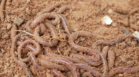 Earthworms on soil Stock Footage 66529160
