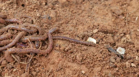Earthworms on soil Stock Footage 66529383