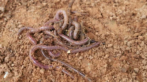 Earthworms on soil Stock Footage 66529469