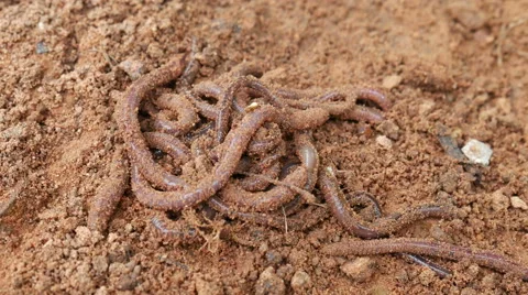 Earthworms on soil Stock Footage 66530583