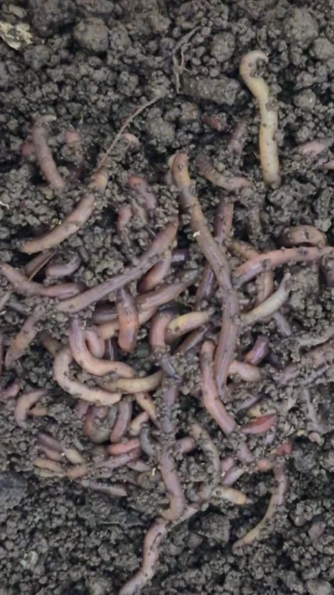 Earthworms in soil Видео 328278894