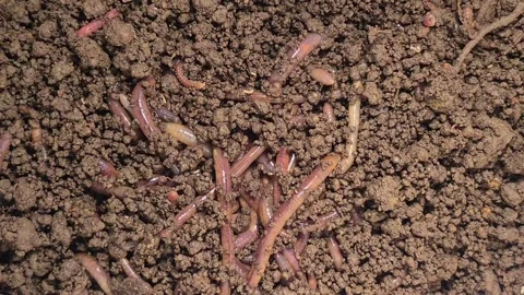 Earthworms in soil Stock Footage 328278895