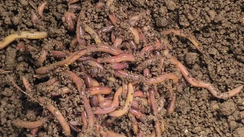 Earthworms in soil Stock Footage 328278896