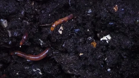 Earthworms in the soil study biology Stock Footage 196632132