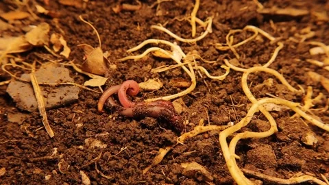 Earthworms on the soil surface. Worms used in recycling. Earthworm, agriculture Stock Footage 161971285