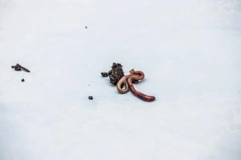 Earthworms on a white background Stock Photos