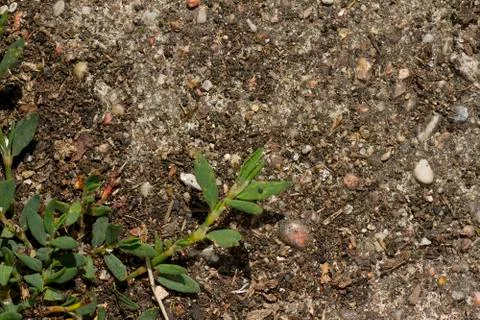 Earthy background Stock Photos