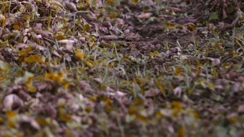 Earthy Patterns Lake Nakuru's Ground Cover in Kenya Africa Stock Footage 344606439