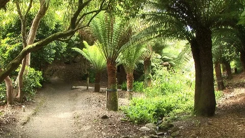 Earthy walking path surrounded by giant tree ferns and plants in Cornwall, UK Stock Footage 102473084