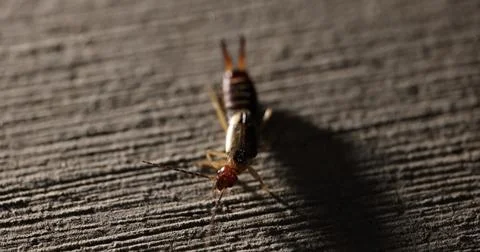 Earwig Close Up Macro Stock Photos