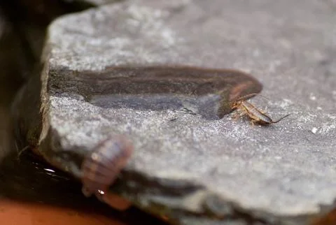 Earwig drinking from a small amount of water Stock Photos