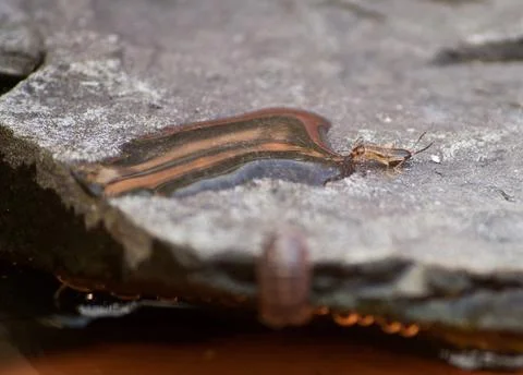 Earwig drinking from a small amount of water Stock Photos