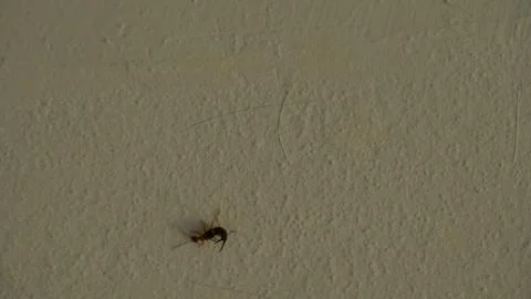 Earwig on a house wall. Stock Photos