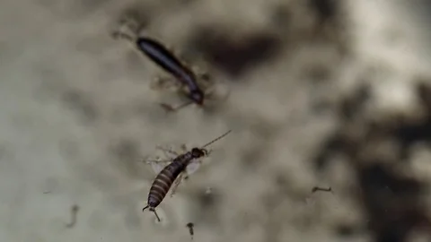 Earwig insect floating on swamp water macro Stock Footage 113155955