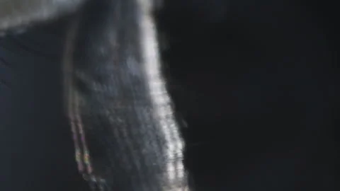 Earwig insect leg close up movement under microscopic view lab clip Stock Footage 340134715