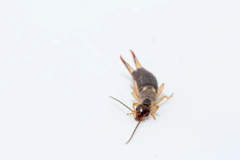 Earwig insect on a white background macro close up image Foto stock