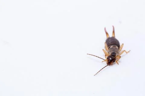 Earwig insect on a white background macro close up image Stock Photos