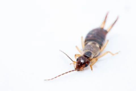 Earwig insect on a white background macro close up image Stock Photos
