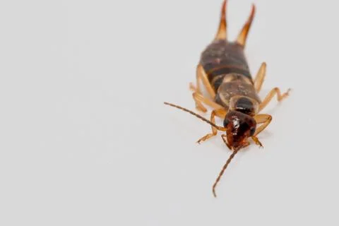 Earwig insect on a white background macro close up image Stock Photos