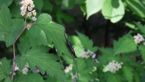 Earwig &amp; laceshrub Stock Footage 82405235