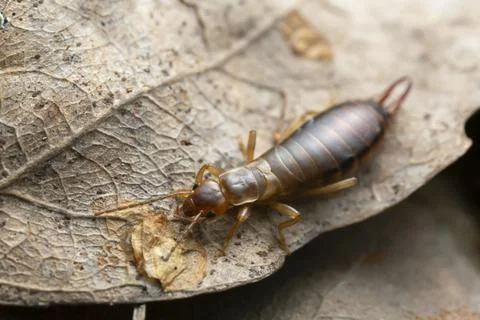 Earwig on leaf Stock-Fotos