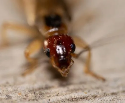Earwig Stock Photos