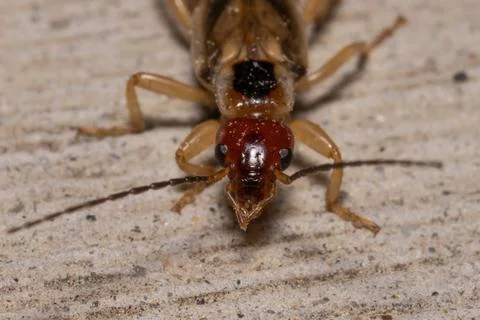 Earwig 스톡 사진