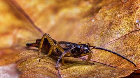 Earwig Stock Photos