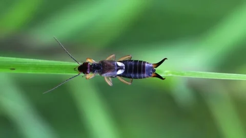 Earwig sitting on a grass stem. Dermaptera insect on green background Stock Footage 279944420
