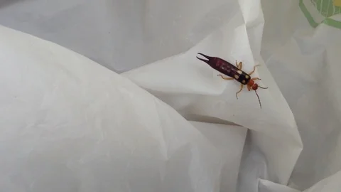 Earwig tick Forficula auricularia bug with 4 yellow dots creeps on white Stockbeeldmateriaal 119308320