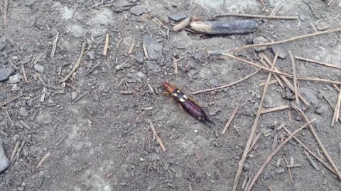 Earwig tick Forficula auricularia insect bug with 4 yellow dots creeps on ground Stockbeeldmateriaal 119308347